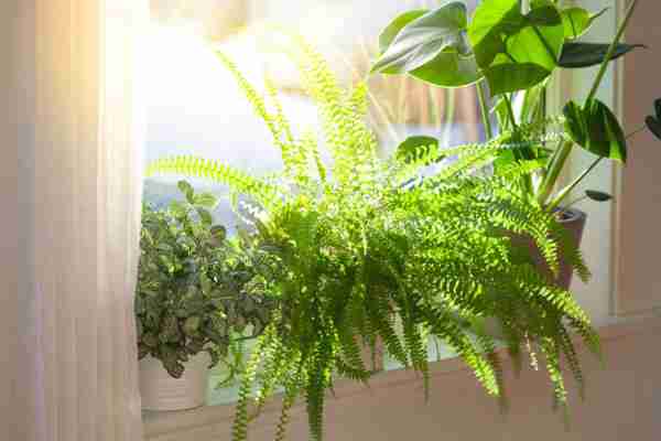 Plantas verdes de interior: cuáles elegir para decorar tu hogar