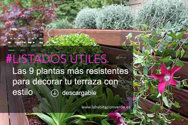 Las mejores plantas para decorar tu terraza
